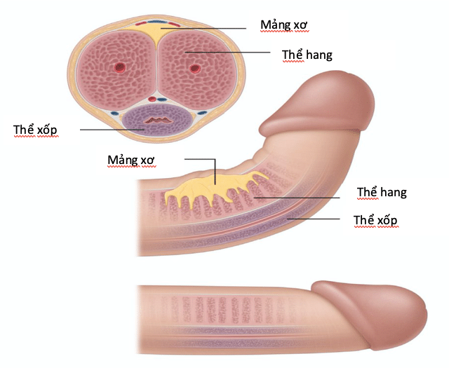 Cong dương vật có ảnh hưởng tới chức năng sinh lý của nam giới?